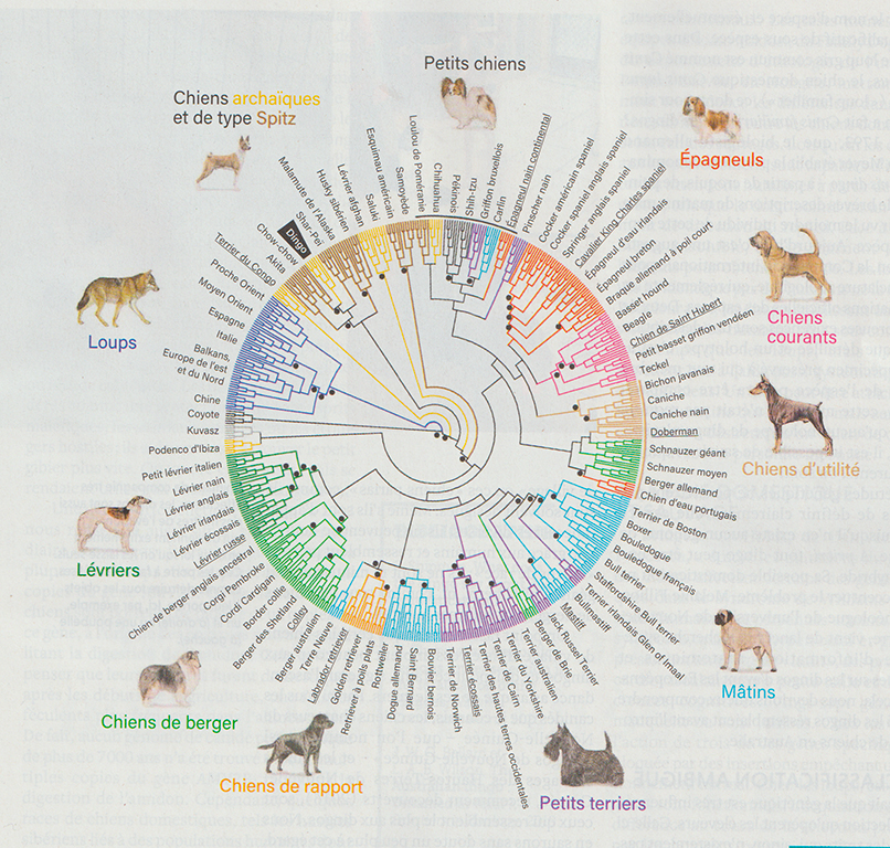 ArbrePhylloLoupChiensEnFrançaisScience